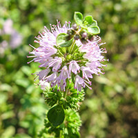 Pennyroyal flower