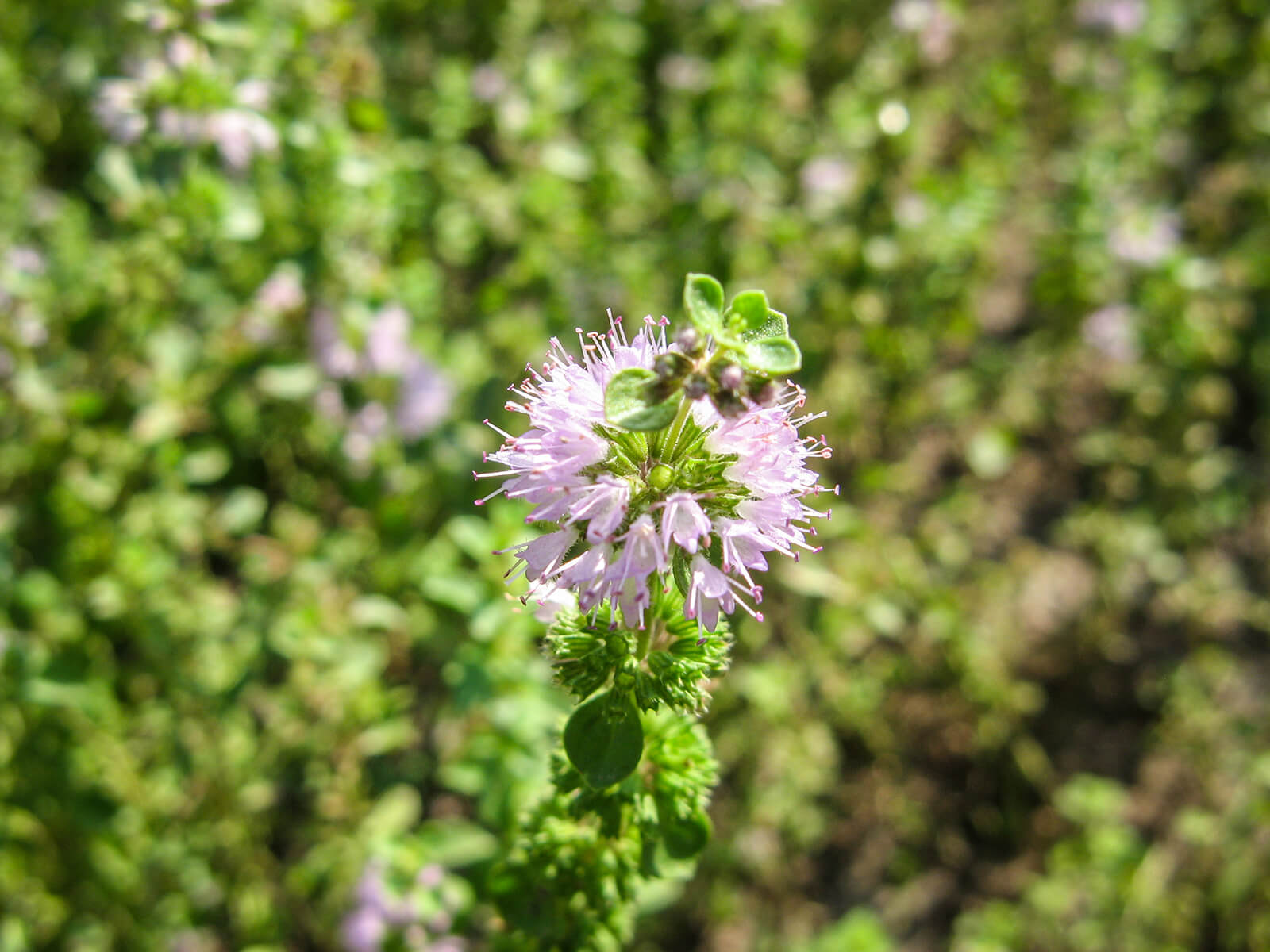 Пеннироял. Mentha pulegium. Мята Пеннироял. Мята Болотная. Горе мята растение.