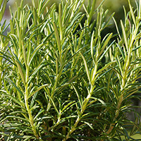 Rosemary plant