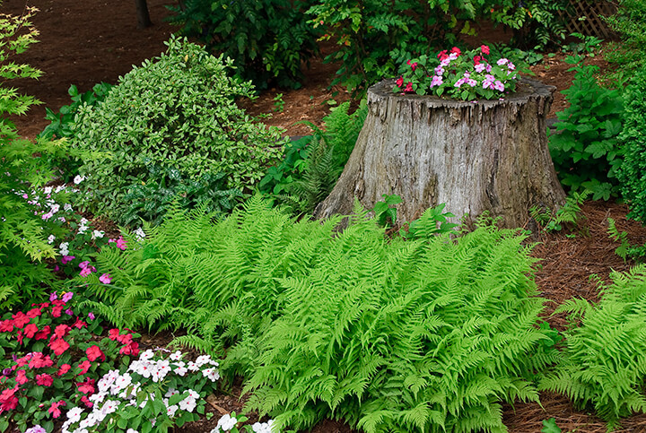 flowers planted in a tree stump