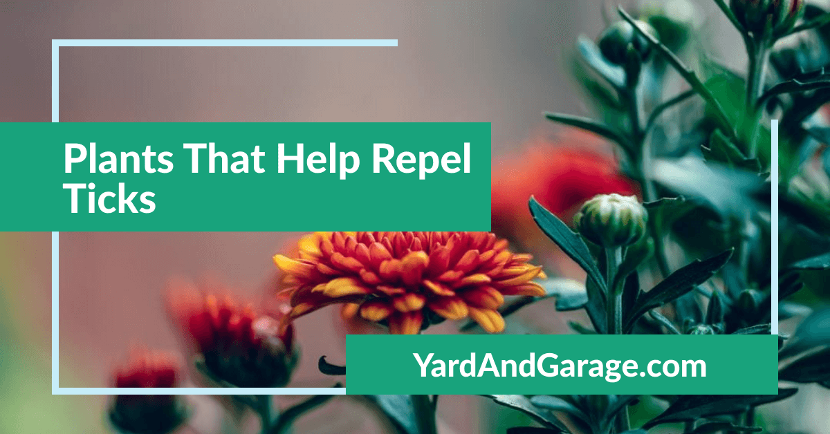 Plants That Help Repel Ticks Yard and Garage