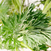 Wormwood leaves