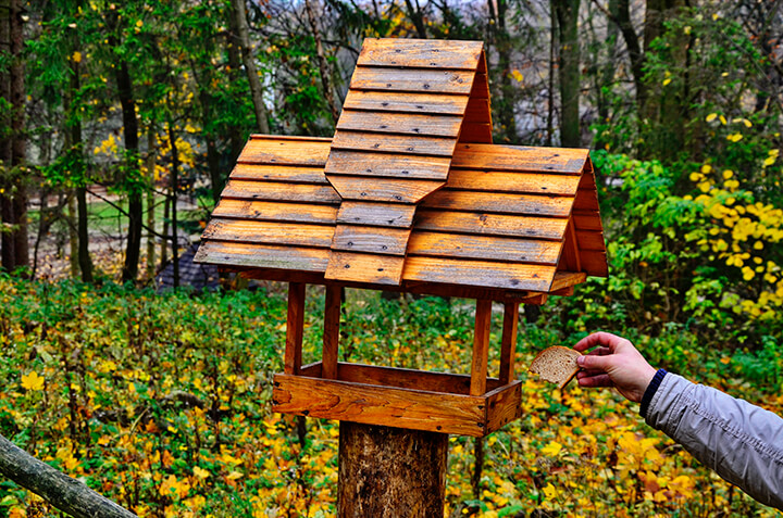 fancy squirrel feeder