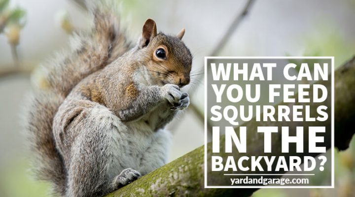 feeding squirrels guide