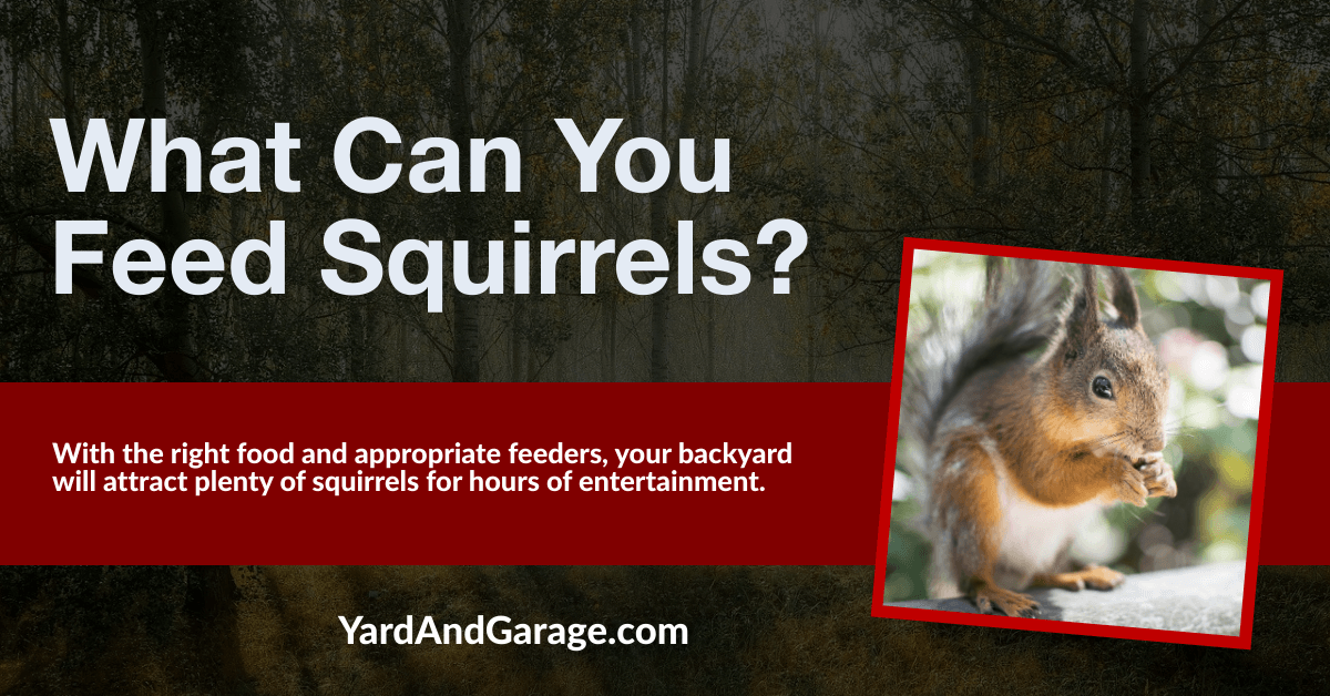 What Can You Feed Squirrels in Your Backyard? Yard and Garage