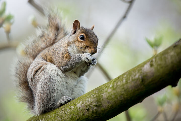 squirrel eating on branch