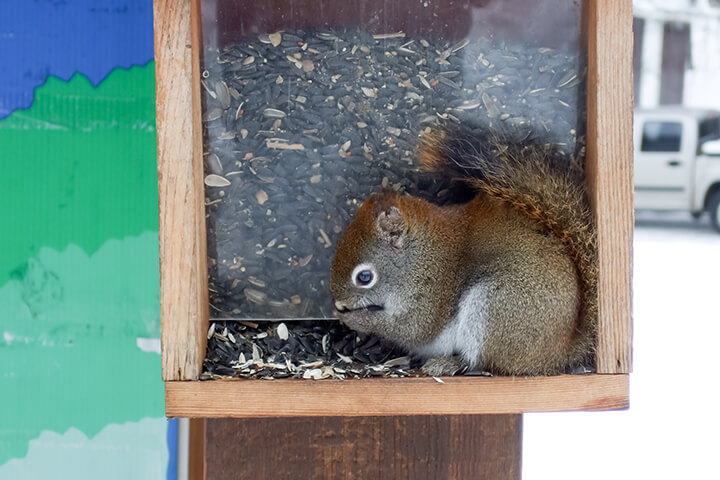 squirrel eating seeds