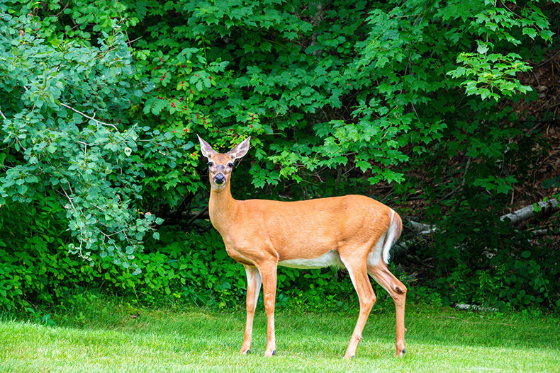 backyard deer