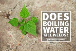 Does Boiling Water Kill Weeds