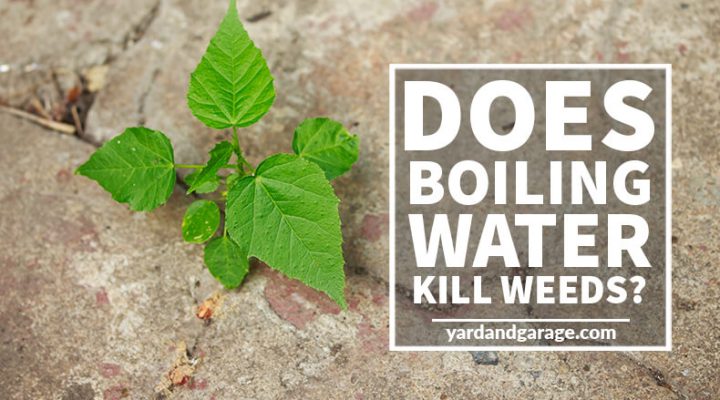 Does Boiling Water Kill Weeds