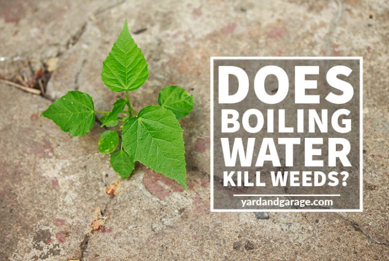 Does Boiling Water Kill Weeds? Yard and Garage Yard and Garage
