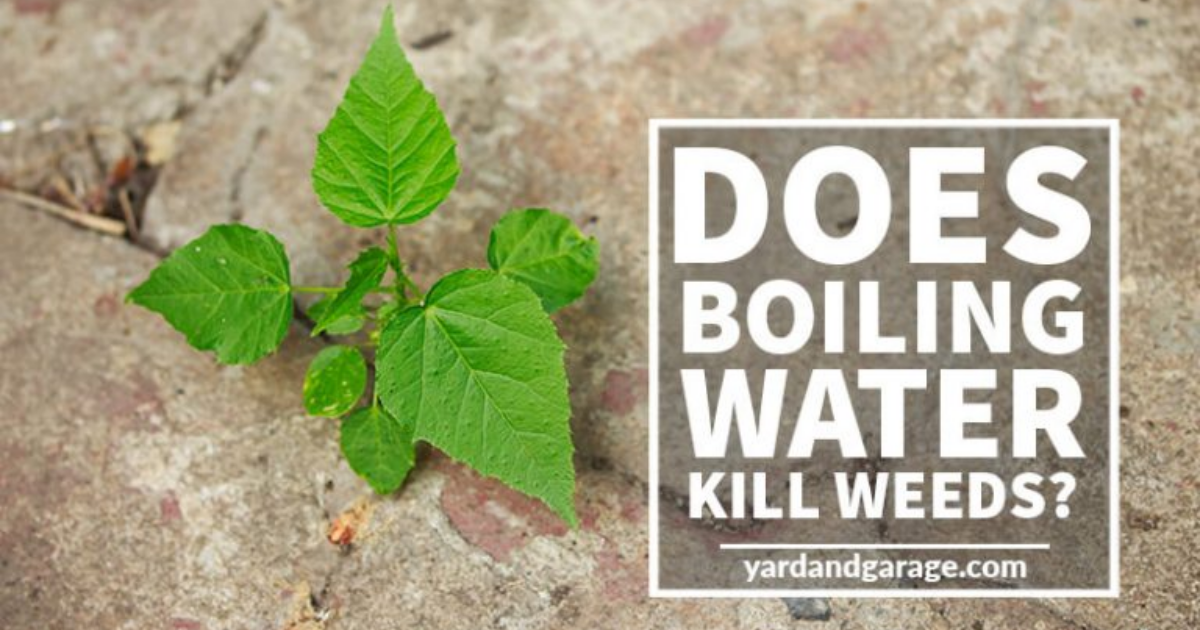 Does Boiling Water Kill Most Bacteria at Heather Trammell blog