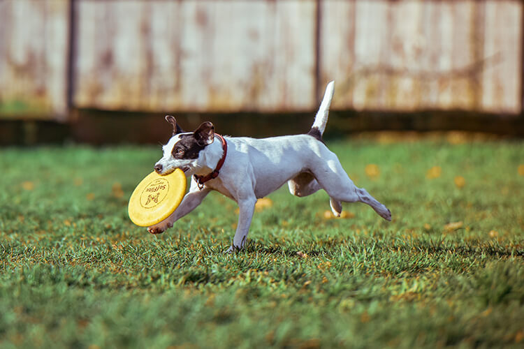 dog running with a frisbee