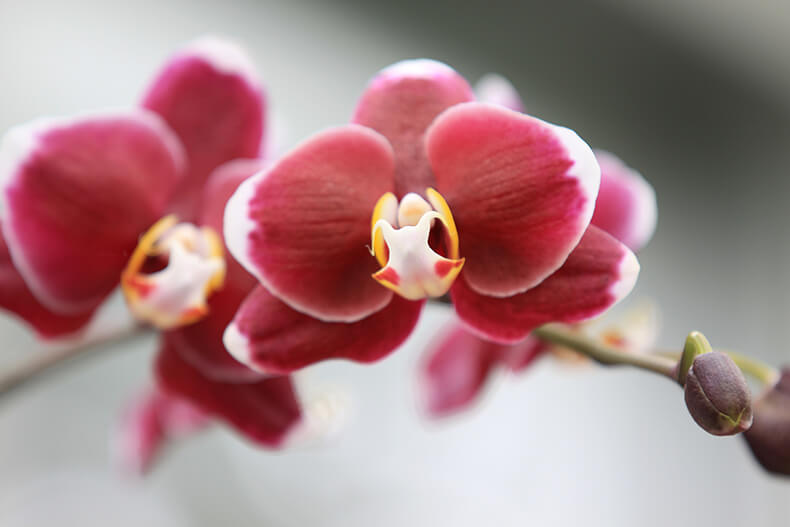 Early red orchid blooms