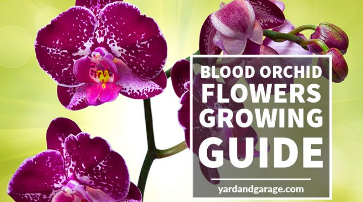 Growing blood orchid flowers-guide