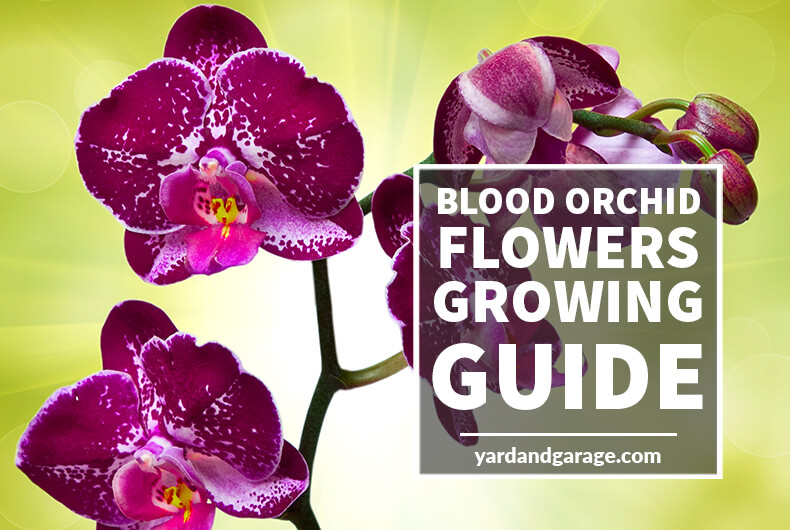 Growing blood orchid flowers-guide