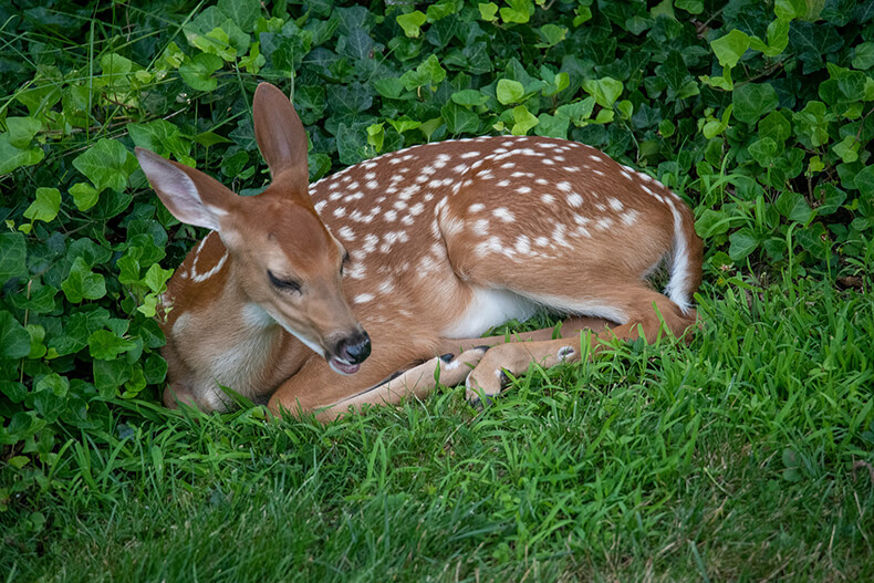 spotted fawn laying in grass