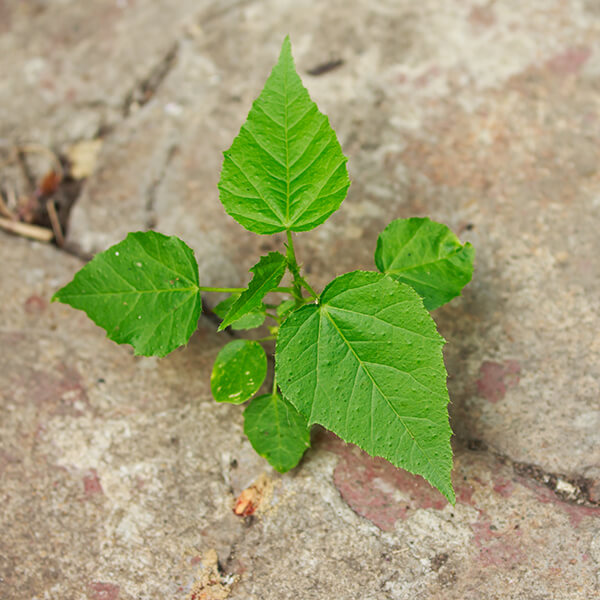 weeds growing in a concrete crack