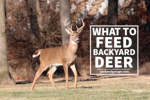 What to Feed Backyard Deer?