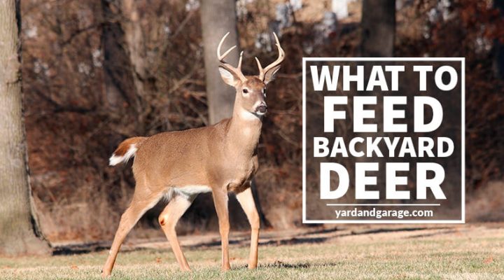What to Feed Backyard Deer?