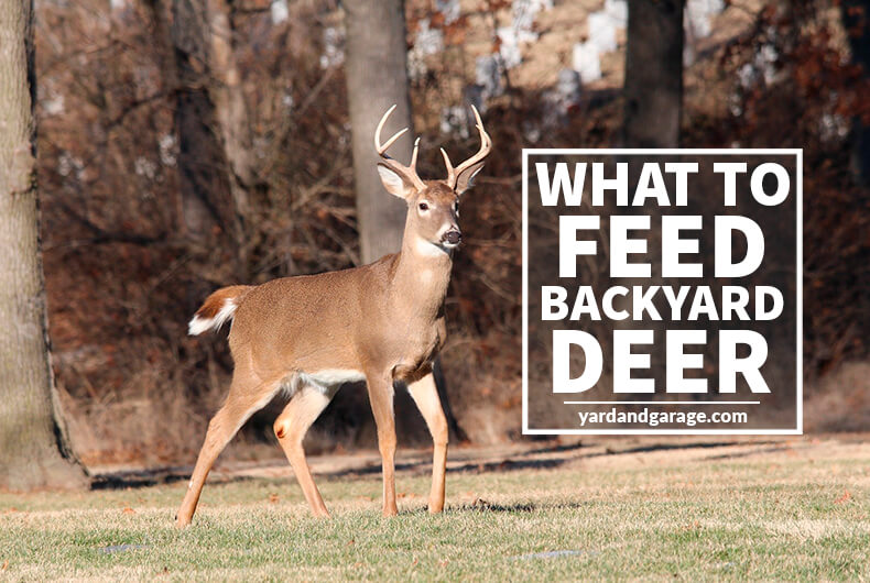 What to feed backyard deer