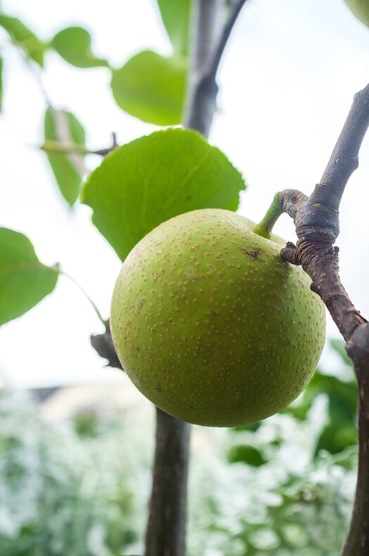 Asian Pear