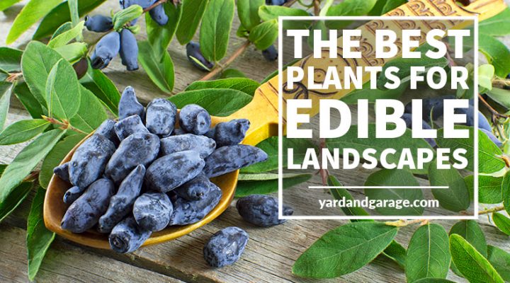Plants for Edible Landscapes