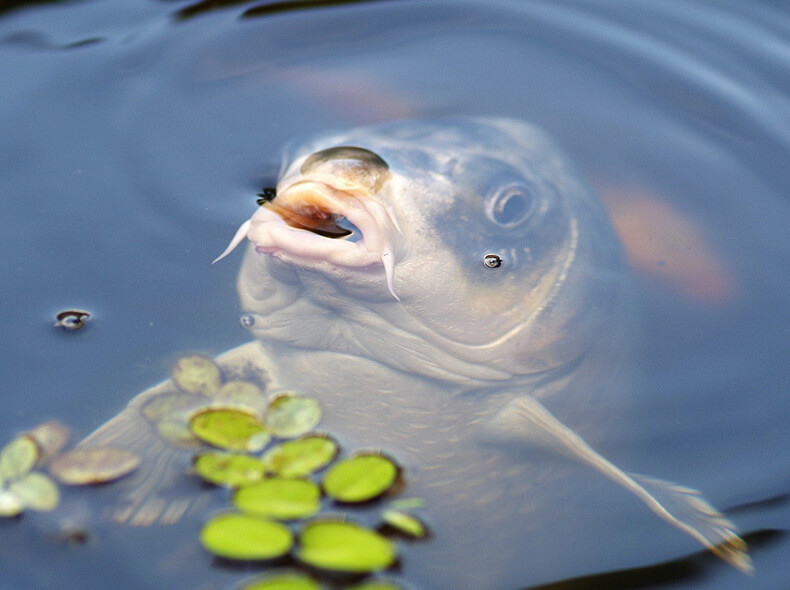 Carp surfacing