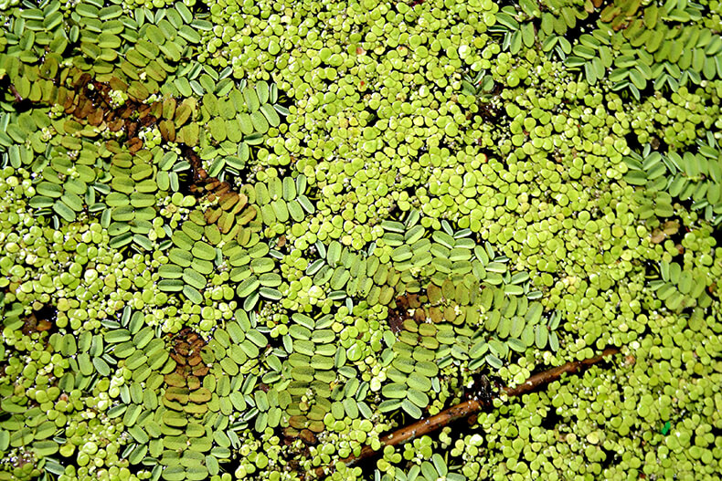 Thick duckweed in a pond