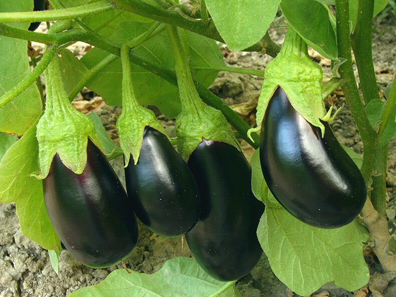 Eggplant