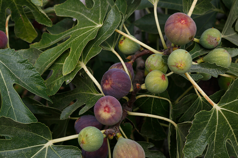 Fig Tree