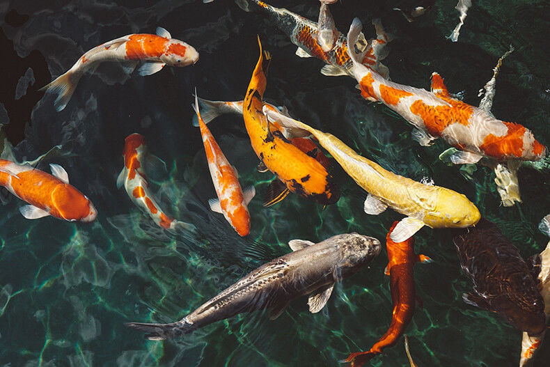 group of koi fish