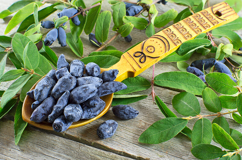 honeysuckle berries