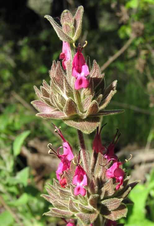 Hummingbird Sage flower