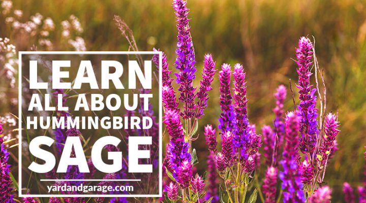 Hummingbird Sage