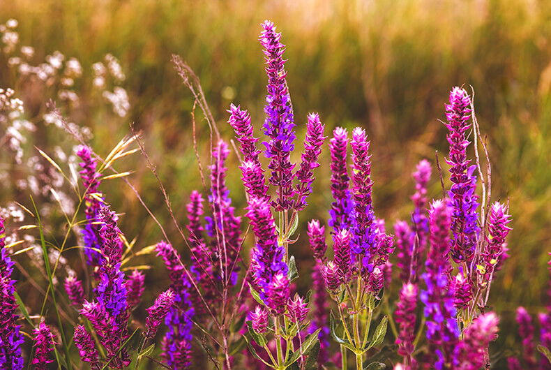 Hummingbird Sage plant