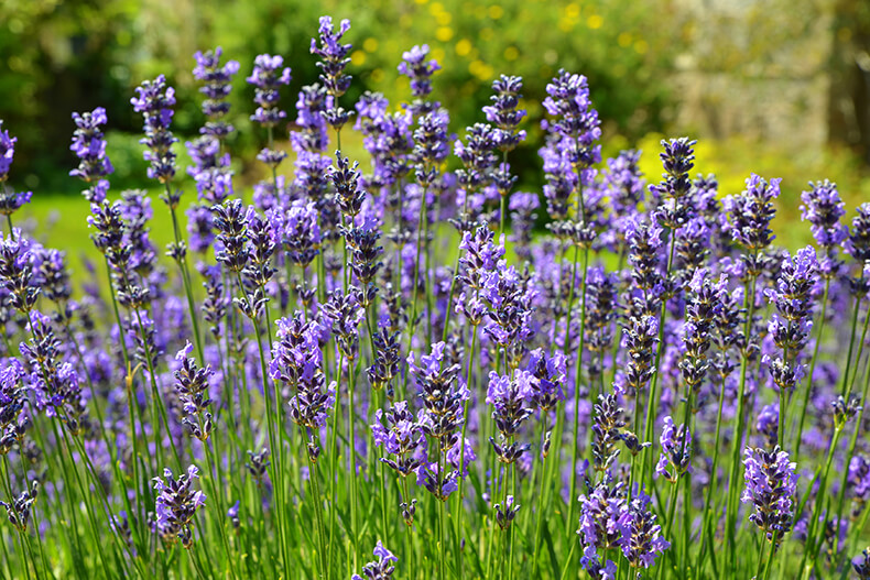 Purple Lavendar