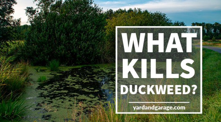 What will kill duckweed in your pond?