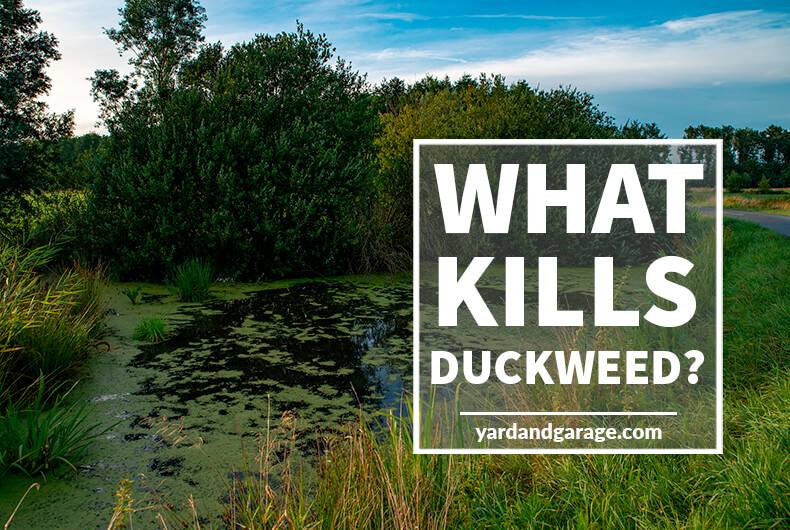 What will kill duckweed in your pond?