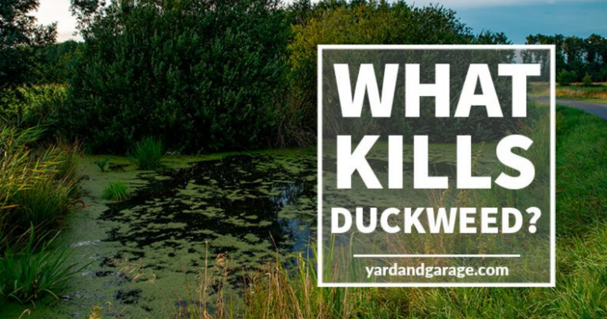 What Kills Duckweed? Yard and Garage