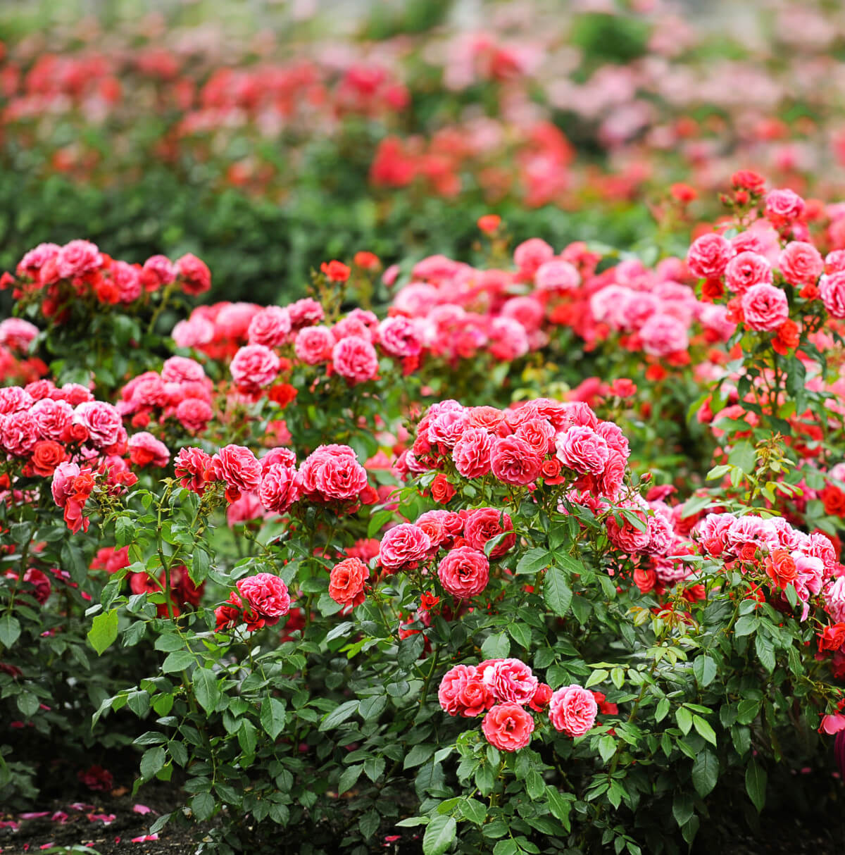 Beautiful pink and red rose garden