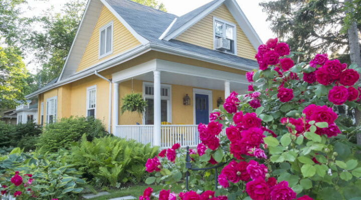 rose bush in front of a yellow house