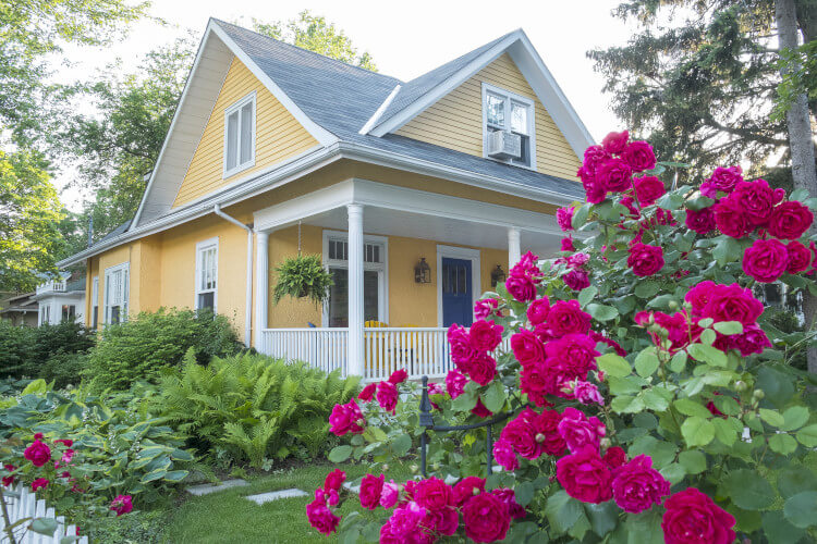 rose bush in front of a yellow house