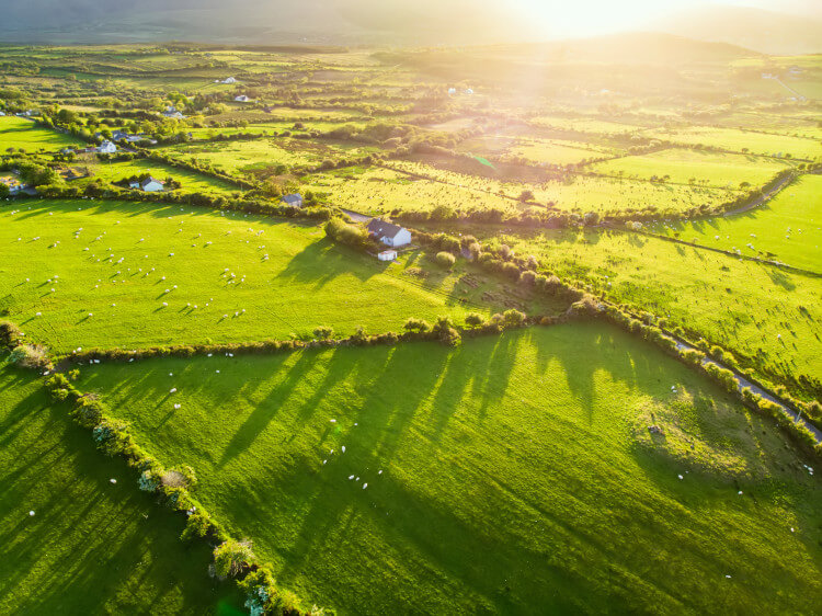 Aerial view of lush green pastures