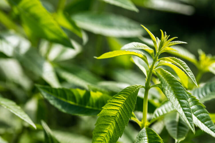 lemon verbena leaves