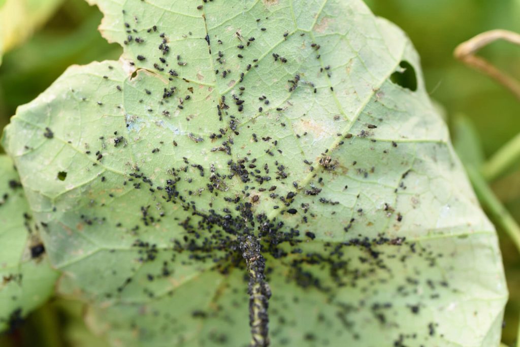 black bean aphids infestation