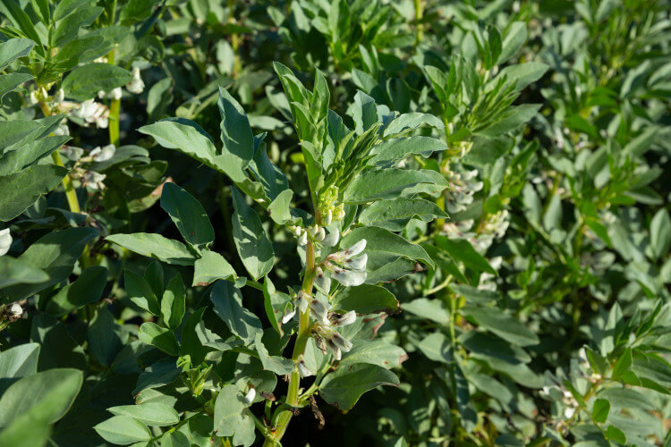 flowering fava bean plants