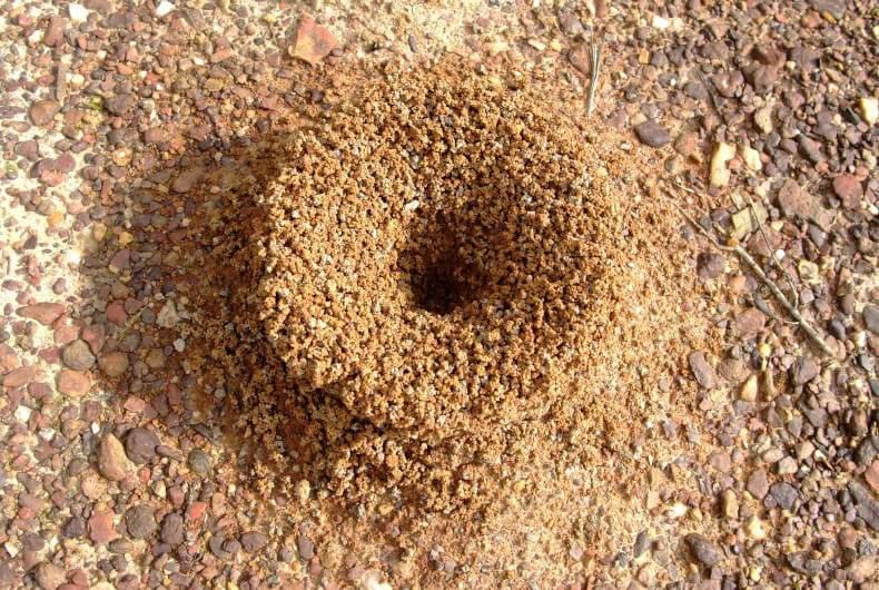 Ant Hill