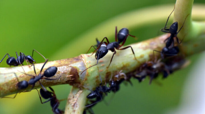 Black ants on a plant stem