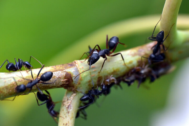 Black ants on a plant stem